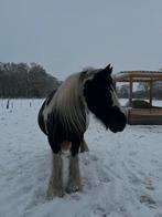 Lieve Verzorgster gezocht, Dieren en Toebehoren, Ophalen
