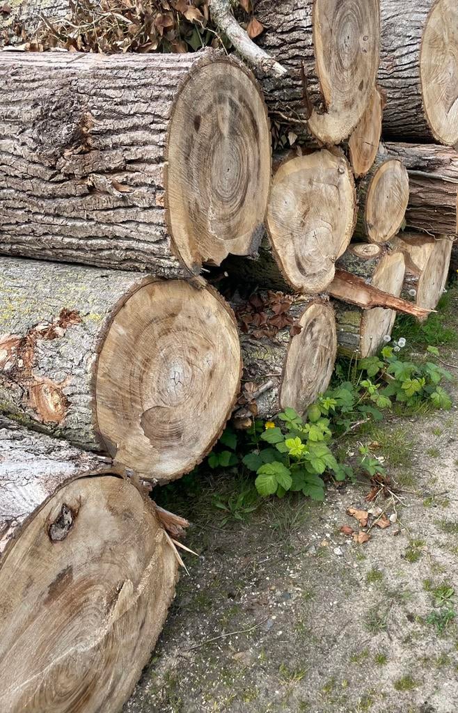 Stamhout kachel hout Populier  haardhout Acacia, 6 m³ of meer, Ophalen, Stammen