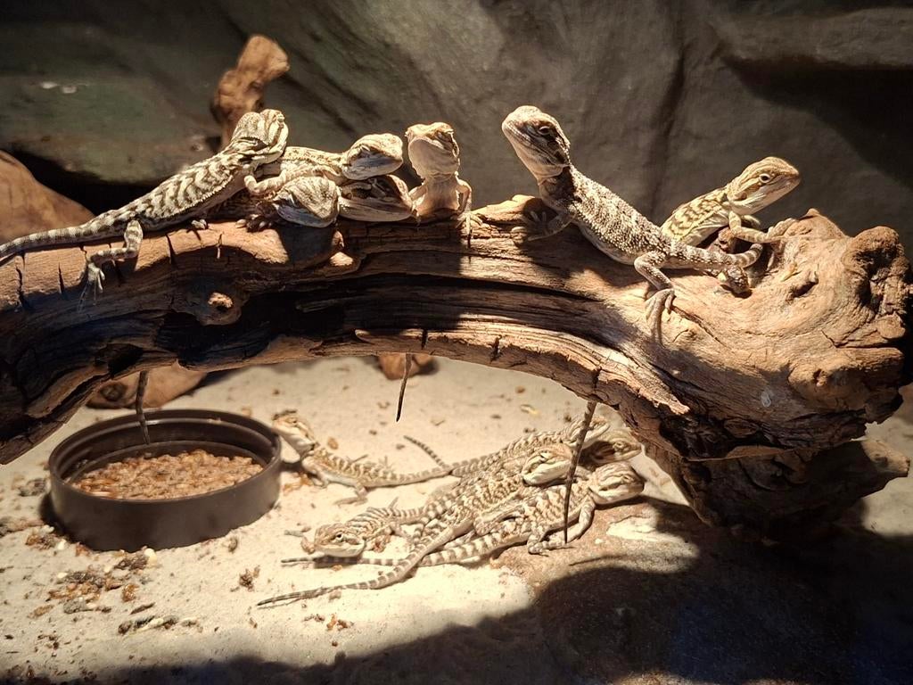 Jonge baardagamen LAATSTE STUKS!!!, Dieren en Toebehoren, Amfibie, 0 tot 2 jaar