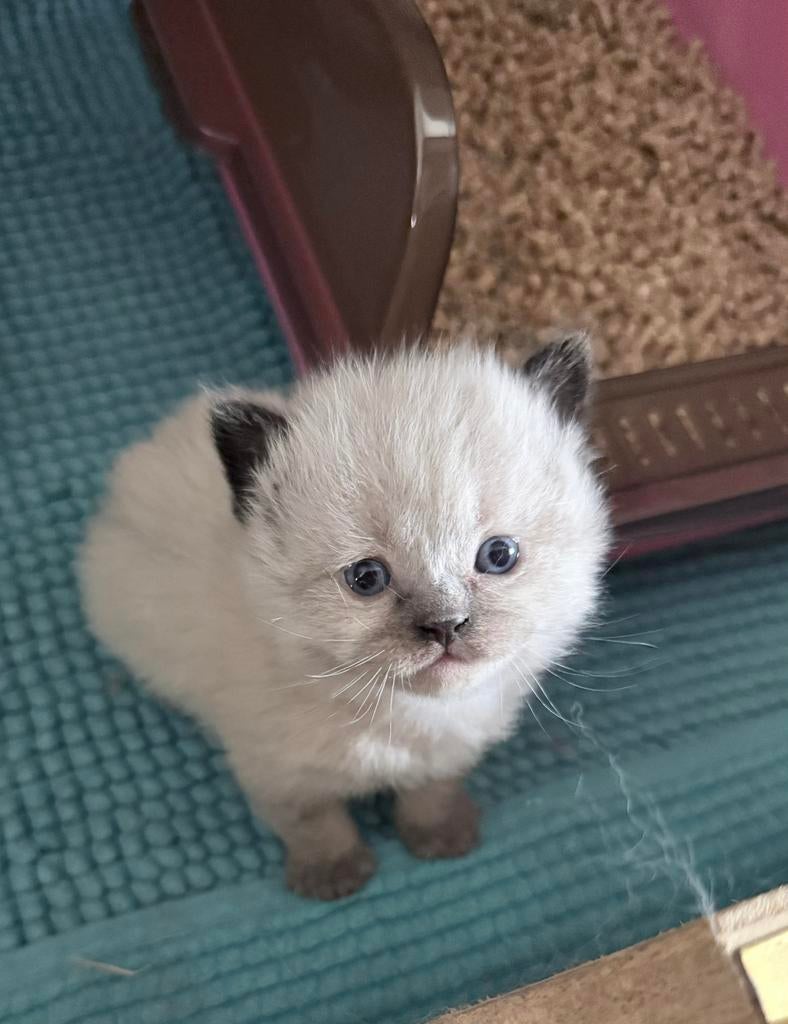 2 lieve Ragdoll kittens zoeken nog een huisje, Meerdere dieren, Gechipt, 0 tot 2 jaar