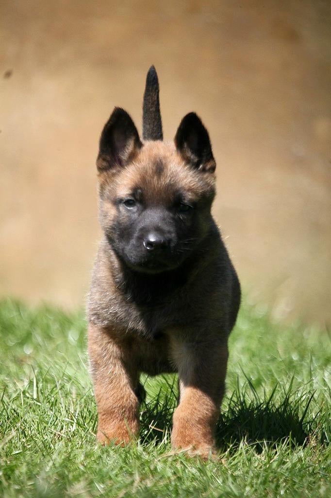 Mechelse herder pups, Belgian malinois, 8 tot 15 weken, Meerdere, Meerdere dieren, Herder