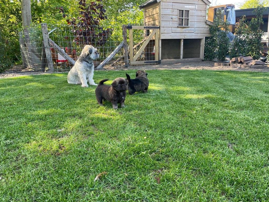 super schattige boomertjes  maltezer/ shihtzu, Reu, Meerdere, Klein, Nederland