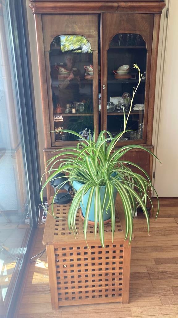Plant Lelie gras, Overige soorten, In pot, Minder dan 100 cm, Groene kamerplant
