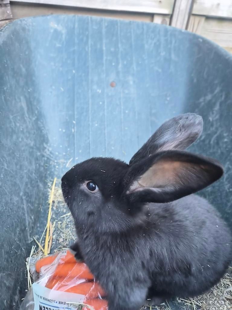 Laatste van het nest over duitse reus!!, Meerdere dieren, Groot