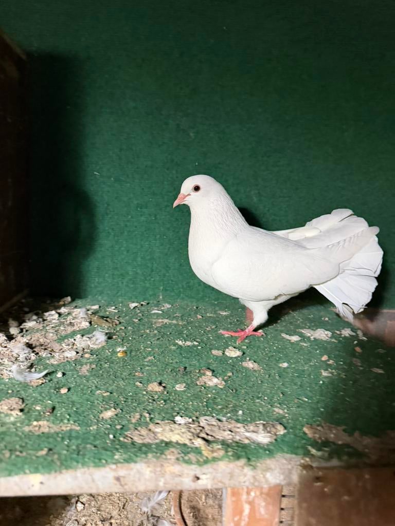 Sierduiven, Vrouwelijk, Overige soorten