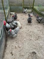 Kippen broed eieren, Dieren en Toebehoren, Geslacht onbekend, Kip