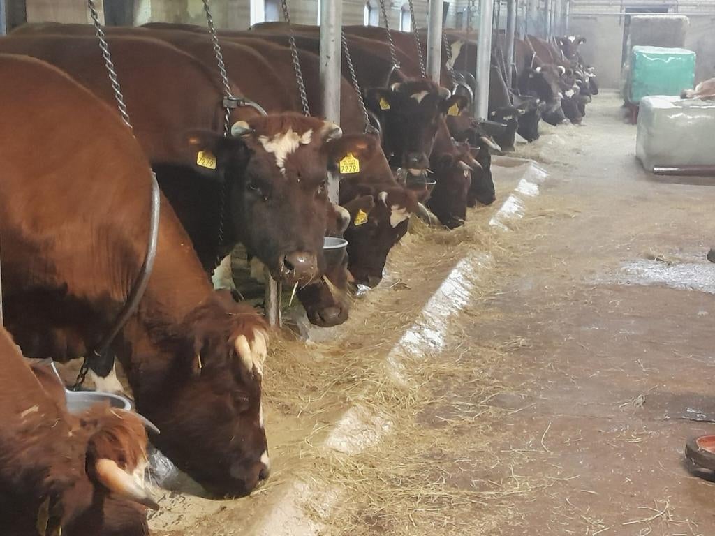 Brandrode runderen, Meerdere dieren