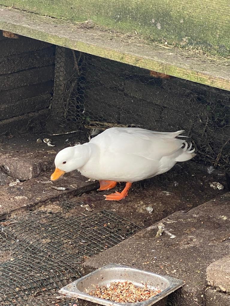 Witte kwakers kwakertjes, Dieren en Toebehoren, Vrouwelijk, Eend
