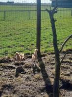 Hollands kuifhoen hanen, Mannelijk, Kip