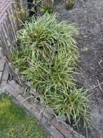 Siergras, Ophalen of Verzenden, Siergrassen, Volle zon