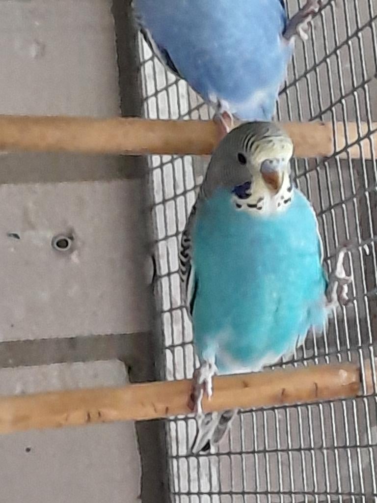 Jonge parkieten, Dieren en Toebehoren, Vogels | Parkieten en Papegaaien, Meerdere dieren, Parkiet