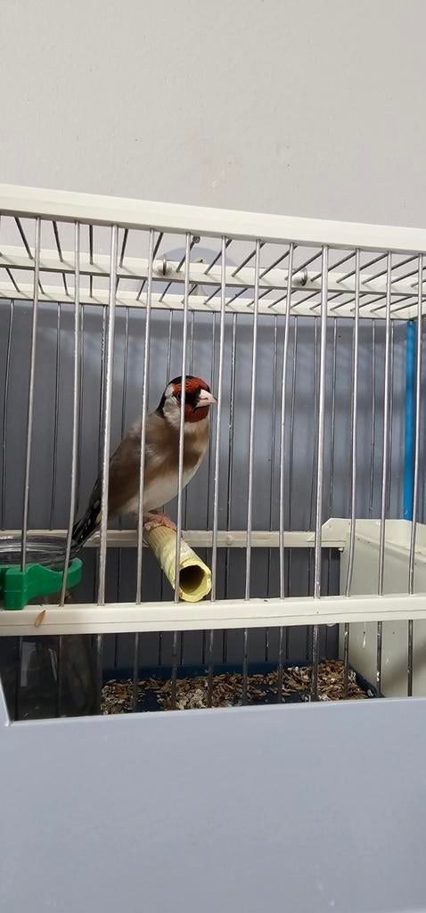 Parva putter putters vogels, Dieren en Toebehoren, Mannelijk, Wildzangvogel, Tam