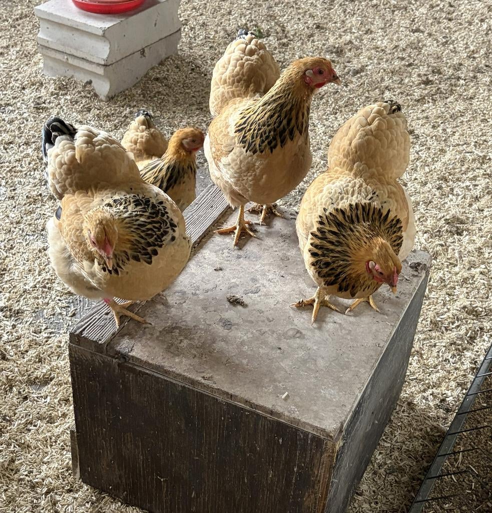 Wyandotte krielen, Dieren en Toebehoren, Pluimvee, Vrouwelijk, Kip