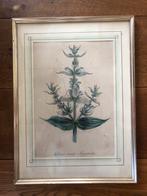 Oude lijst 30x41, Ophalen of Verzenden