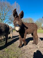 poitou ezel hengst, Dieren en Toebehoren, Maart, Mannelijk