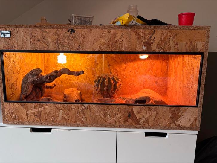 Baardagaam inclusief terrarium t.e.a.b. Bearded Dragon - unknown for sale from Bloem