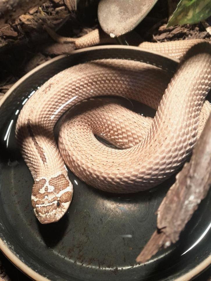 2.0 heterodon nasicus superconda Hognose Snake - male for sale from Twan