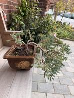 Bonsai starter jeneverbes (Juniperus) met pot, Overige soorten, Volle zon, Vaste plant, Ophalen of Verzenden