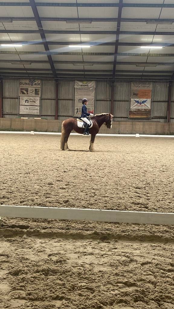 VERZORGPONY/PAARD GEZOCHT. BIJRIJDER/VERZORGER AANGEBODEN, Dieren en Toebehoren, Ophalen of Verzenden, Zo goed als nieuw