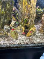 Roodkopzalmen, Dieren en Toebehoren, Vis