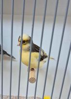 Fife fancy koppels, Dieren en Toebehoren, Vogels | Kanaries, Meerdere dieren, Postuurkanarie