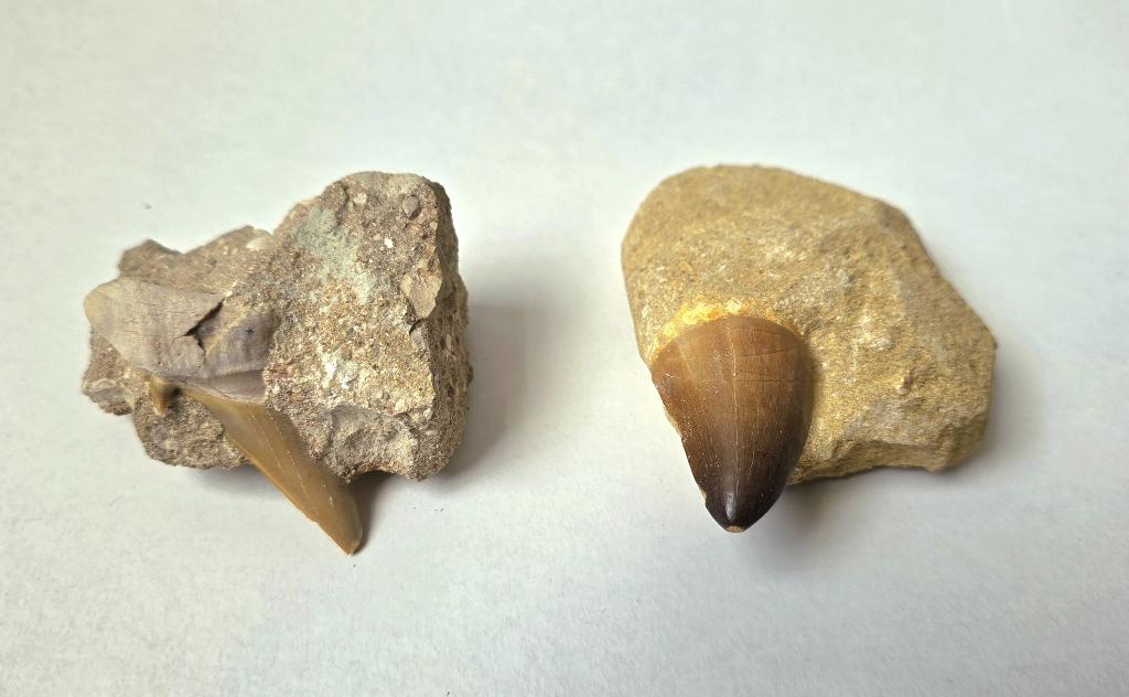 Fossiele tanden set: Mosasaurus & Reuzenhaai - Marokko, Ophalen of Verzenden, Fossiel
