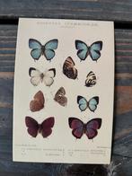 10 vintage foto’s, Ophalen of Verzenden, Huis en Tuin