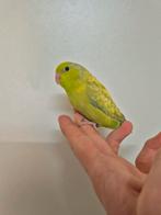 Jonge forpussen, Dieren en Toebehoren, Vogels | Parkieten en Papegaaien, Meerdere dieren, Dwergpapegaai of Agapornis, Geringd