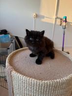 Prachtige ragdoll kitten, Dieren en Toebehoren, Kater, Ontwormd