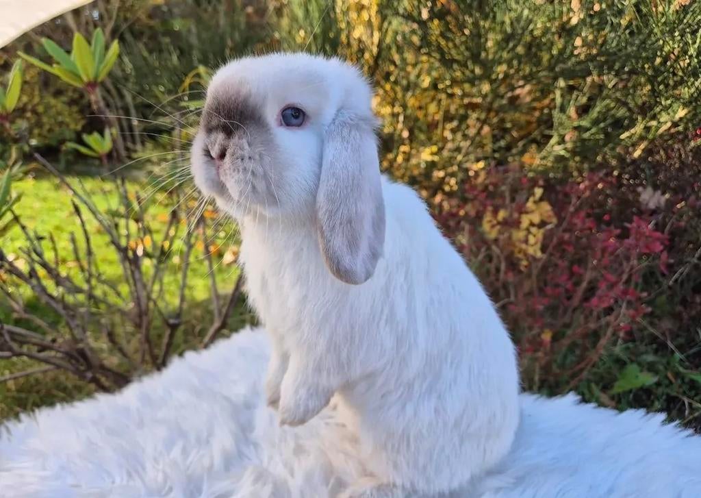 Super leuke, Lieve, Aanhankelijke Gecastreerde Minilop Ram, Dieren en Toebehoren, Konijnen, Mannelijk, Dwerg, Hangoor, 0 tot 2 jaar