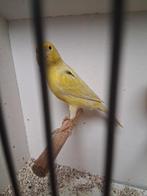 Mooi koppel kanaries, Dieren en Toebehoren, Vogels | Kanaries, Meerdere dieren, Kleurkanarie