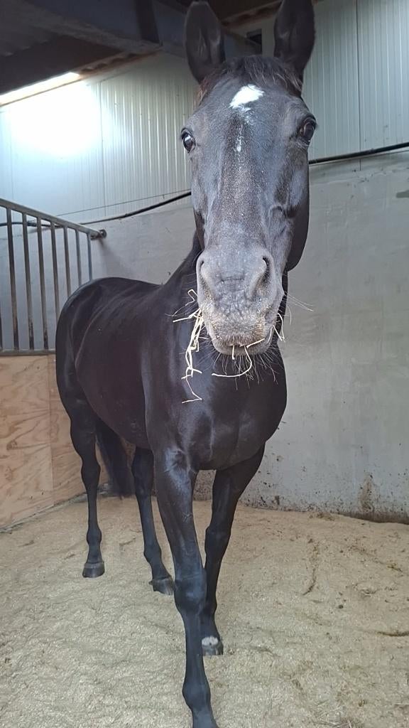 Lieve merrie zoekt een fijn nieuw huisje! ️, Dieren en Toebehoren, Paarden, Merrie, B, 7 tot 10 jaar, Met stamboom