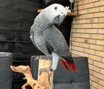 Baby grijze roodstaart man super tam, Dieren en Toebehoren, Vogels | Parkieten en Papegaaien, Mannelijk, Papegaai