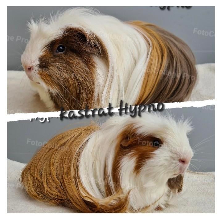 Cavia Gecastreerde en mannelijke, Dieren en Toebehoren, Knaagdieren, Oktober, Mannelijk, Cavia