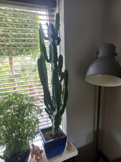 Euphorbia stekken, Huis en Inrichting, Kamerplanten, Ophalen of Verzenden, Minder dan 100 cm, In pot, Cactus