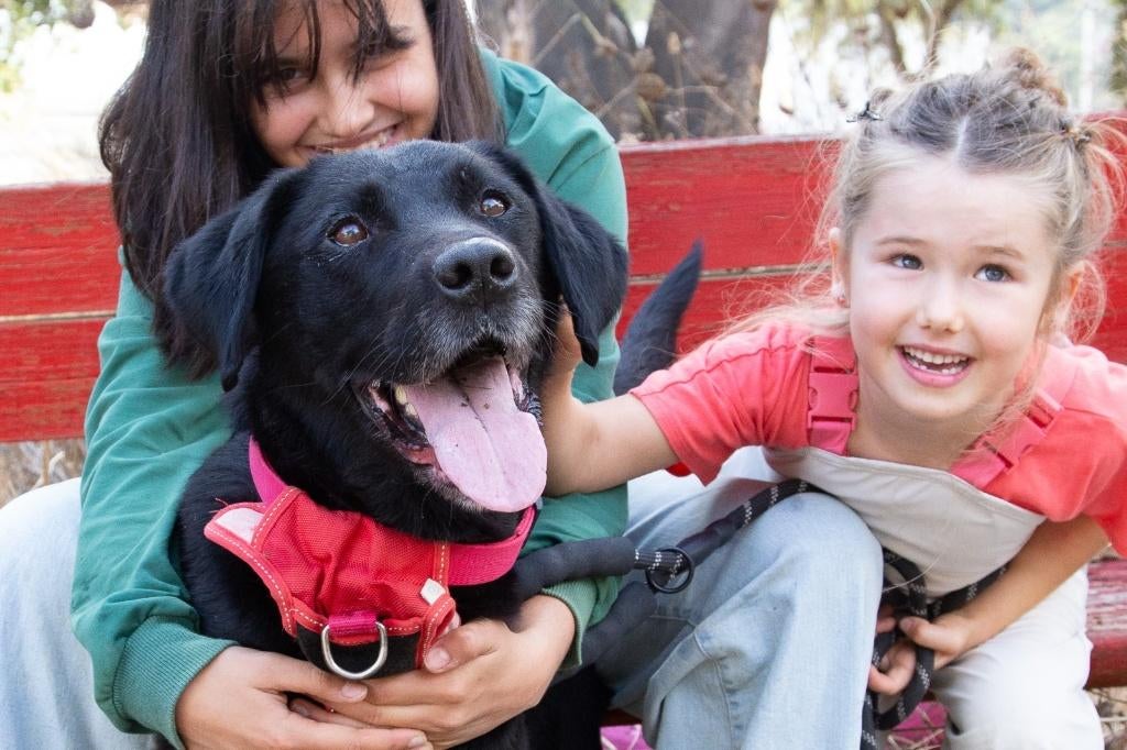 Waar mag deze geweldige hobd Oreo omen wonen?, 6 jaar of ouder, Reu, Parvo, Eén hond
