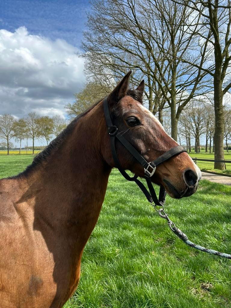 Mooie 11-jarige D-pony, betuigd en onder het zade, Dieren en Toebehoren, Ruin, D pony (1.37m tot 1.48m), Met stamboom, 11 jaar of ouder