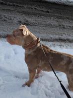 Bully tricolor merle teefje met abkc stamboom, Dieren en Toebehoren, Overige rassen, 1 tot 2 jaar, Teef, Parvo
