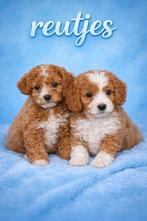 Prachtige Cavamaltipoo pups, Parvo, Overige rassen, 8 tot 15 weken, Meerdere