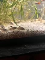 Corydora Trillineatus, Vis