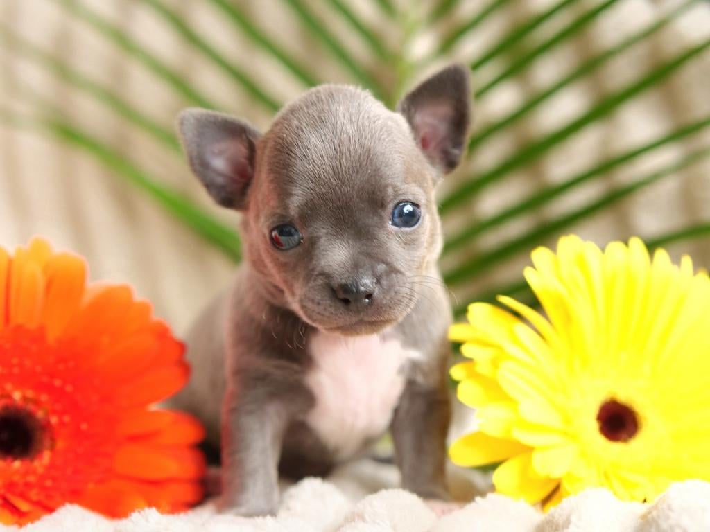 🩵 Prachtig T-cup chihuahua pup puppy mag nestje verlaten 🩵, Dieren en Toebehoren, Honden | Chihuahua's en Gezelschapshonden