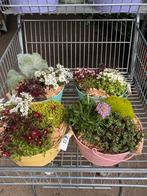 Kleurrijke plantenarrangementen in emmertjes, Tuin en Terras, Volle zon, Vaste plant, Lente, Ophalen