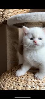 Britse Korthaar kittens, Meerdere dieren, Met stamboom, 0 tot 2 jaar