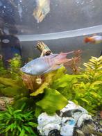 Paradijsvis, Dieren en Toebehoren, Vis