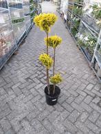 Chamaecyparis Yvonne Bonsai, Ophalen, Overige soorten, Volle zon