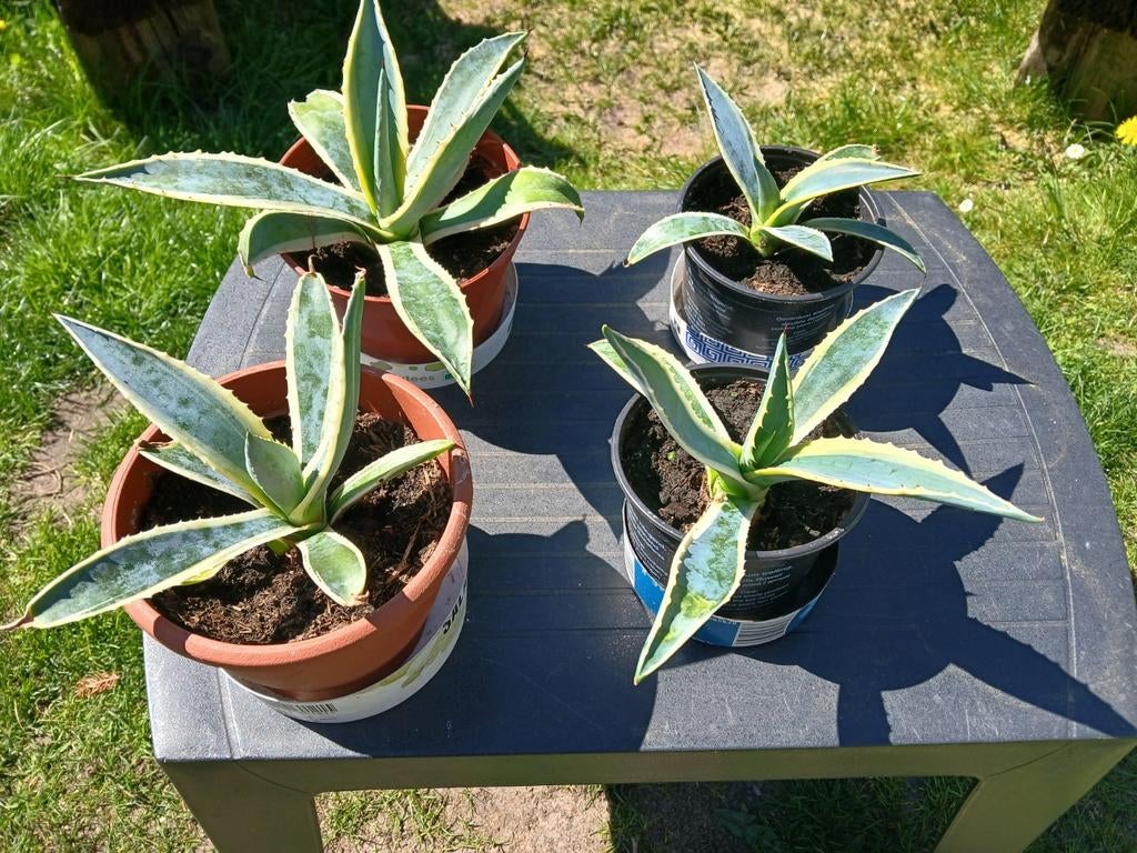 Mooie Agave planten, Tuin en Terras, Ophalen, Bloeit niet, Overige soorten, Volle zon