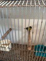 Europese sijsman, Mannelijk, Wildzangvogel, Geringd