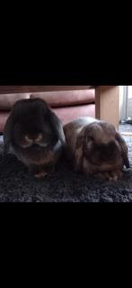 5 sterren huisje gezocht voor koppeltje, Dieren en Toebehoren, Meerdere dieren