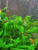 Gratis tropische visjes, Vis