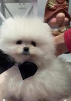 Witte Pomeriaan pup!, België, Particulier, Keeshond, Reu
